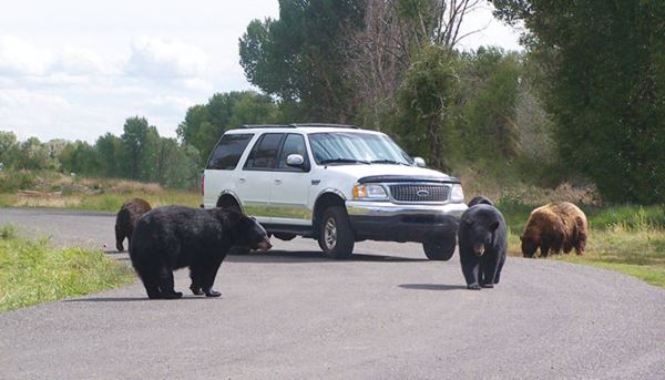 black bears around a vehicle